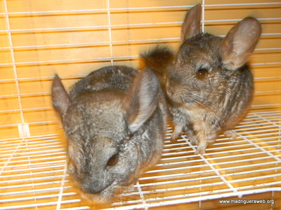 chinchilla adopción